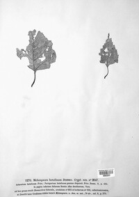 Melampsoridium betulinum image